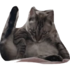 O gato chateado 6