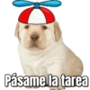 Perritos  6