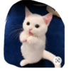 CATS ROM 5