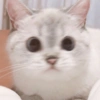 ✨🌸gatito blanco🌸✨ 5