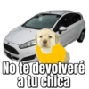 Perritos  5