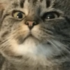 ANIMALES DIVERTIDOS 6