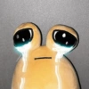 Pwettykoala