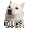 🐱🐾🐶 irl pets l 🐶🐾🐱 11