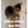 Cat 6