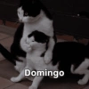 Domingo