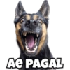 Funny Dogs 13