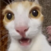 MIAU 13