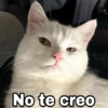 ✨Gatitos con frases😺✨5 9