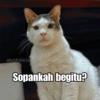 Bobby Kucing Prabowo 🐱 25