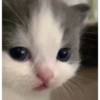Gatitos 😈 10