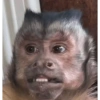 Monkeys 7