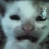 Cats (1/4) 8
