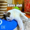 Bobby Kucing Prabowo 🐱 12