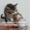 GATINHOS REAGINDO 10