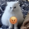 GATINHOS REAGINDO 12