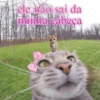 GATINHOS REAGINDO 5