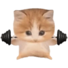 Funny cat memes 13