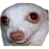 😎 Shitpost 8