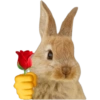 Rabbit  9