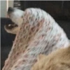 Gatinhosjj 9