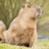 🤎 CAPYBARA MOODS 🤎 5