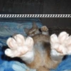 Gatos 30