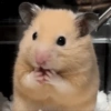 Hamster Reacciones🐁💕 16