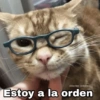 ✨Gatitos con frases😺✨5 13