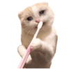 Gatos Sad 19