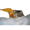 Gatitos tristes 5
