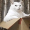 Gatitos enojados😡🐱 12