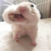 🐹 HAMSTERCITOS 🐹 5