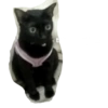 Guji Gosong Kitty 5