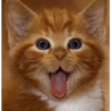 Gatitos 😈 8
