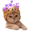 Gatos Sad 16