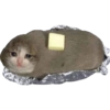 Gatitos tristes 11