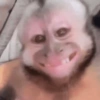 Monkeys 20