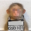 Monkeys 13