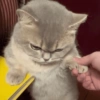 Reações gatos 5