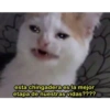 Solo gatos 26