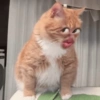 Memes de Michis🐱 8