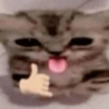 Gatos vida loka 🤪 7