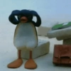 Pingüino penguin 😎 21
