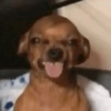 Memes de perros  11