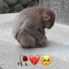 MACAQUINHOS DIVERTIDOS 🐵 9