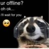 🐼🗑🦝 Raccoons l 🦝 🗑 🐼  22