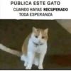 Gatos publicables 5