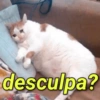 Memes para qualquer hora 15