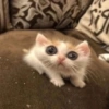 MIAU 9